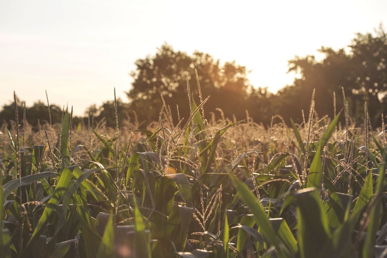 food costs in canada start farming